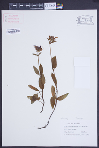 Prunella grandiflora image