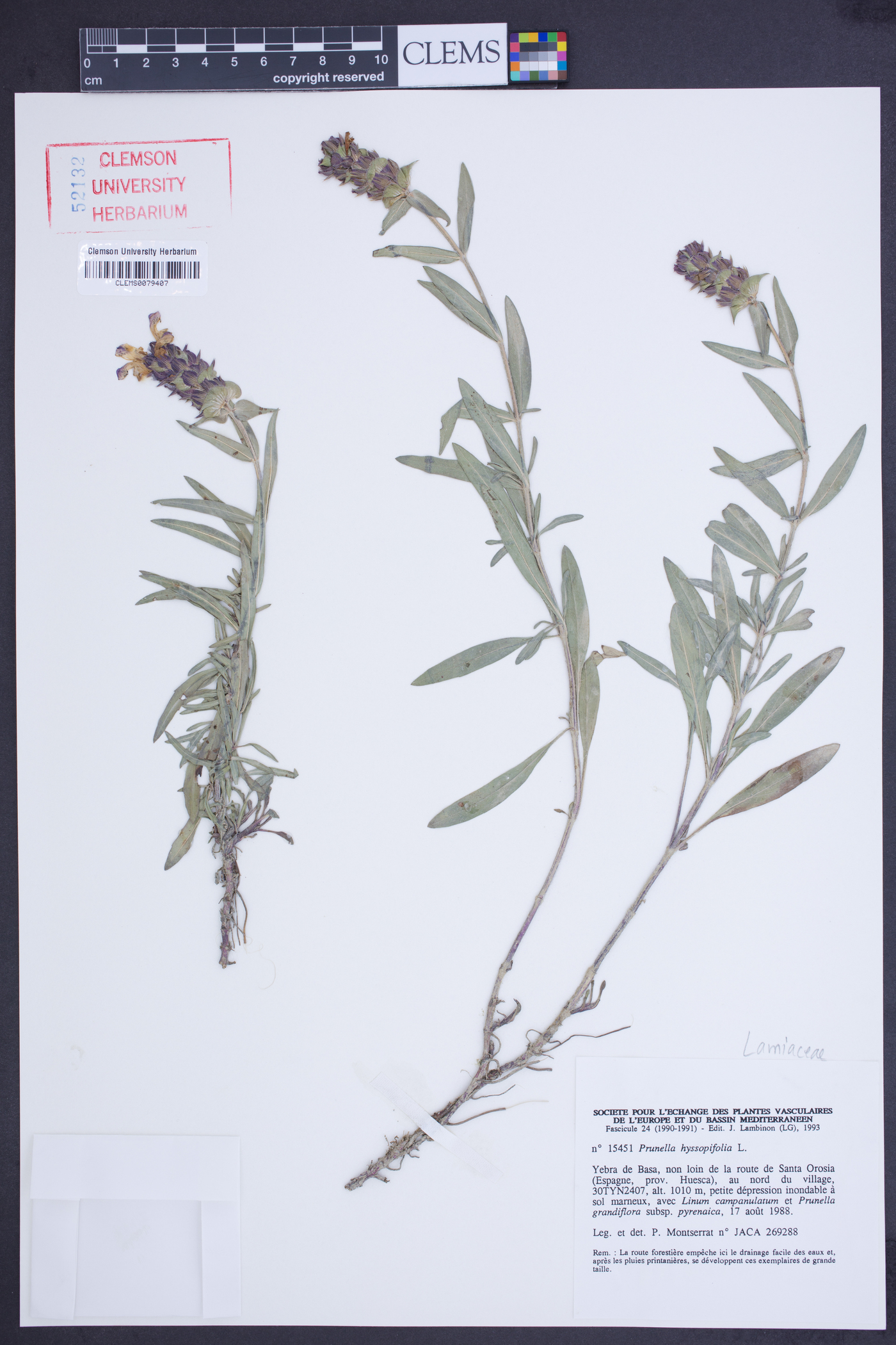 Prunella hyssopifolia image