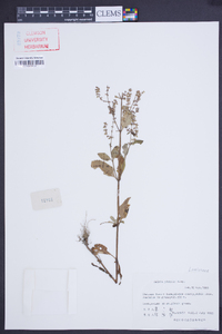 Salvia plebeia image