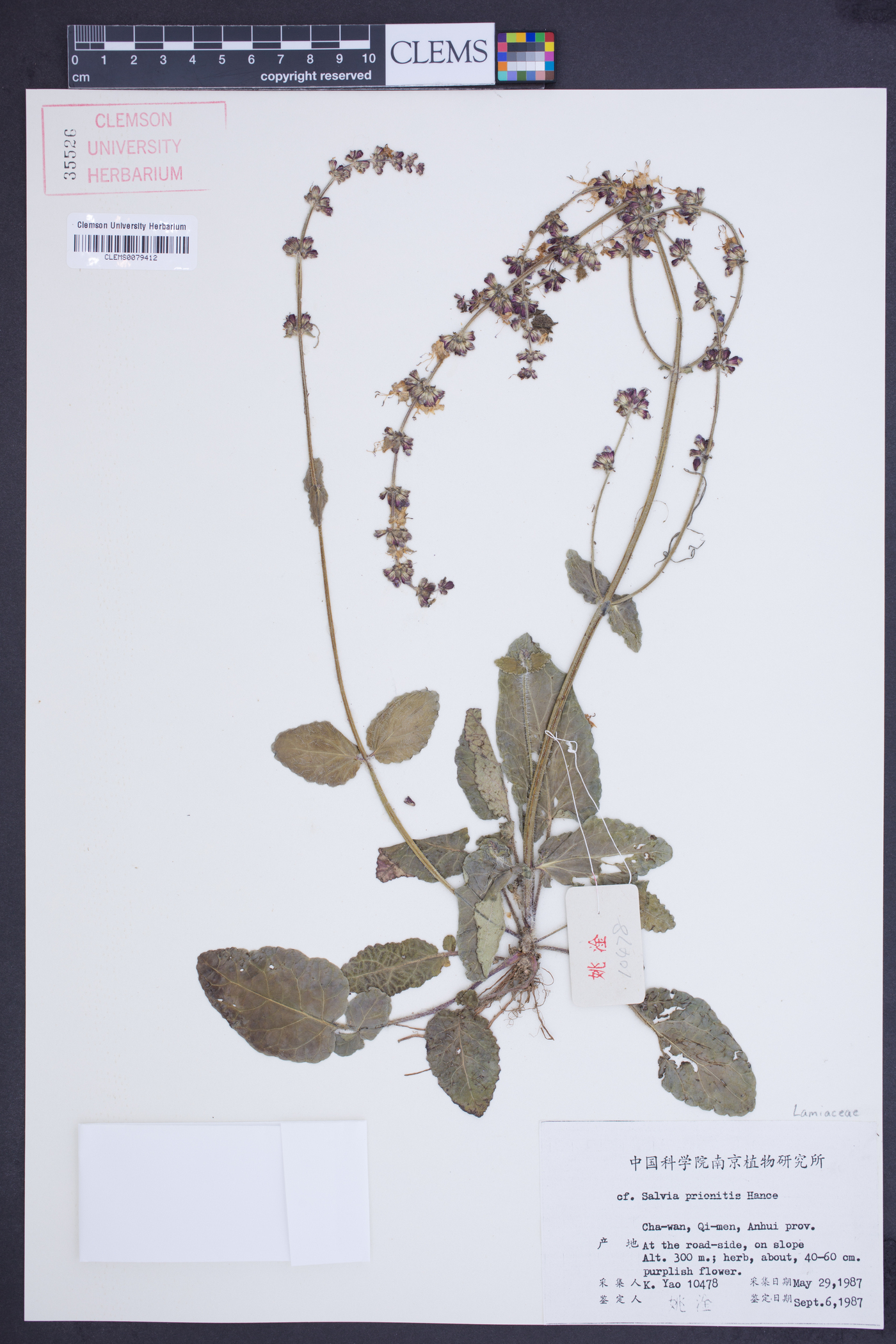 Salvia prionitis image