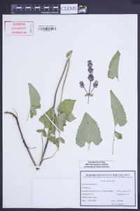 Salvia verticillata image