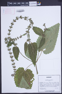 Stachys sylvatica image