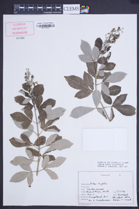 Vitex triflora image
