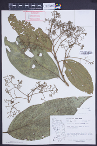 Endlicheria sericea image