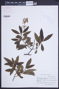 Litsea cubeba image