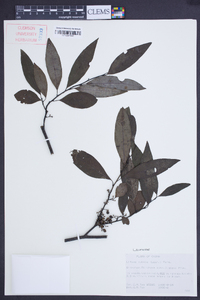 Litsea cubeba image