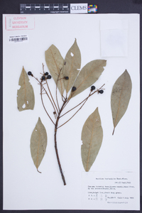 Machilus leptophylla image