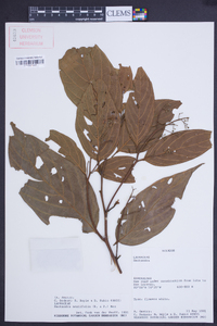 Nectandra acutifolia image