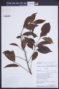 Damburneya umbrosa image