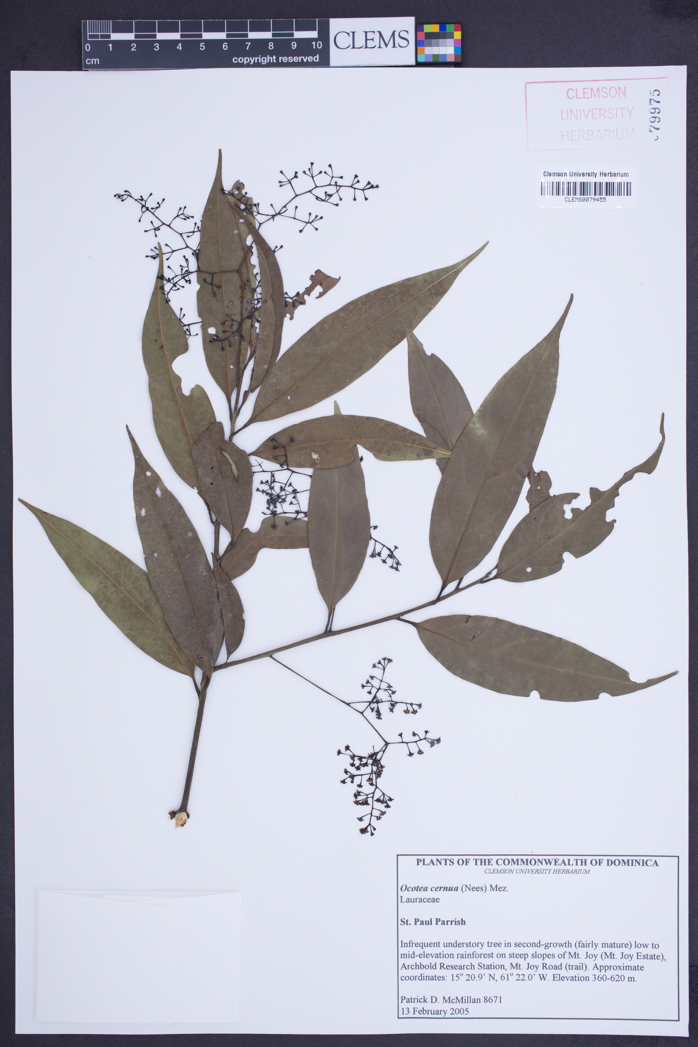 Ocotea cernua image