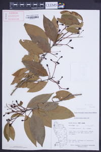 Ocotea coriacea image