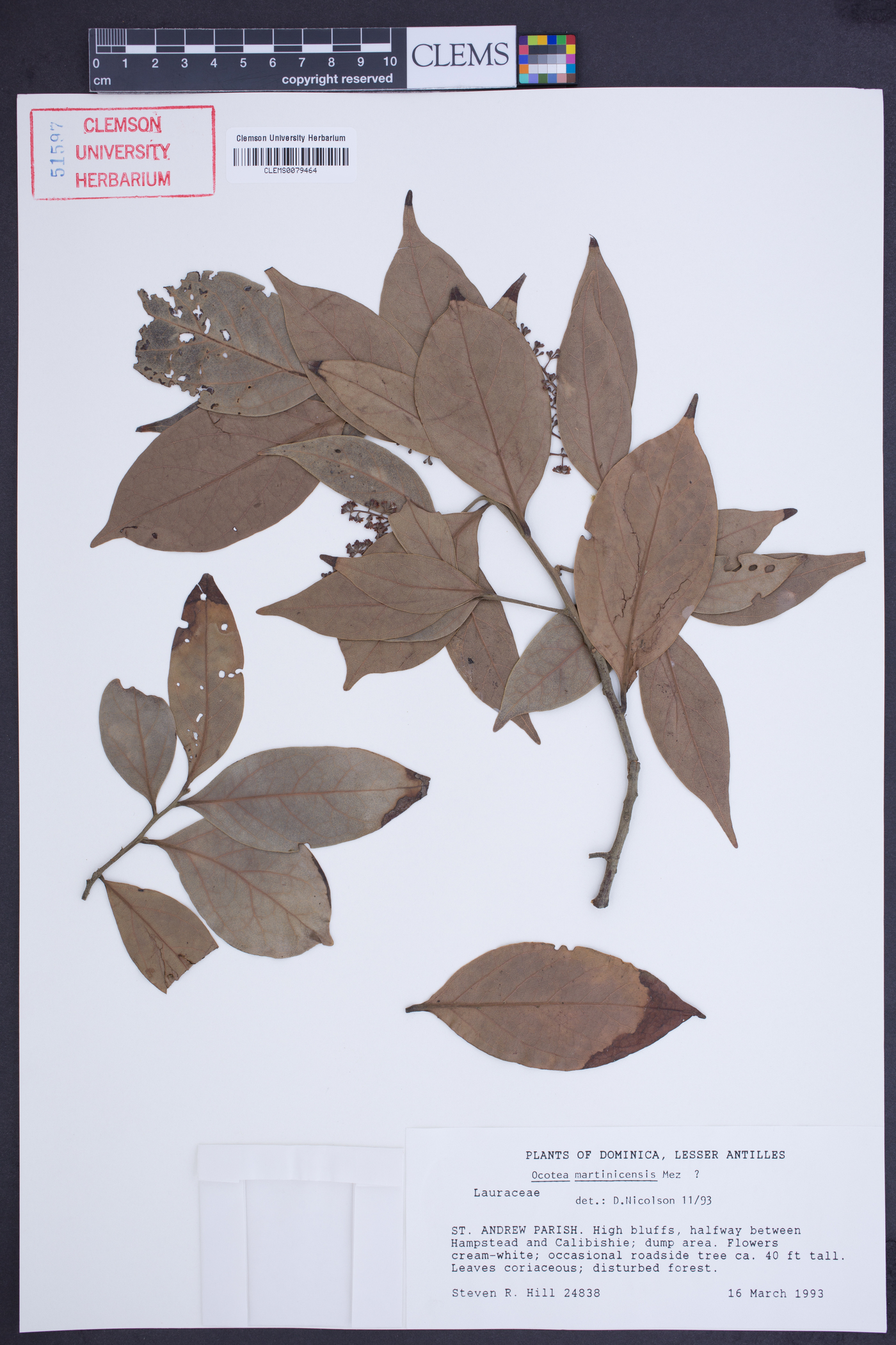 Ocotea martinicensis image