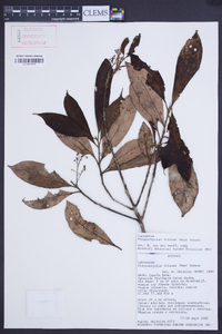 Pleurothyrium trianae image