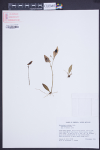 Utricularia alpina image