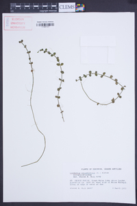 Lindernia rotundifolia image