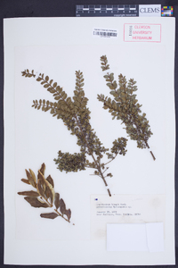 Lepidoceras kingii image