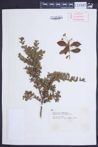 Lepidoceras kingii image