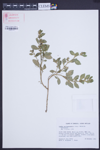 Cuphea carthagenensis image