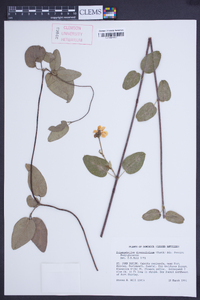 Stigmaphyllon diversifolium image