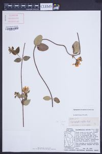 Stigmaphyllon diversifolium image