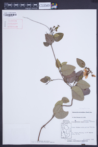 Stigmaphyllon diversifolium image