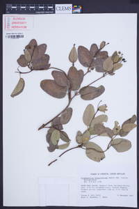 Stigmaphyllon diversifolium image