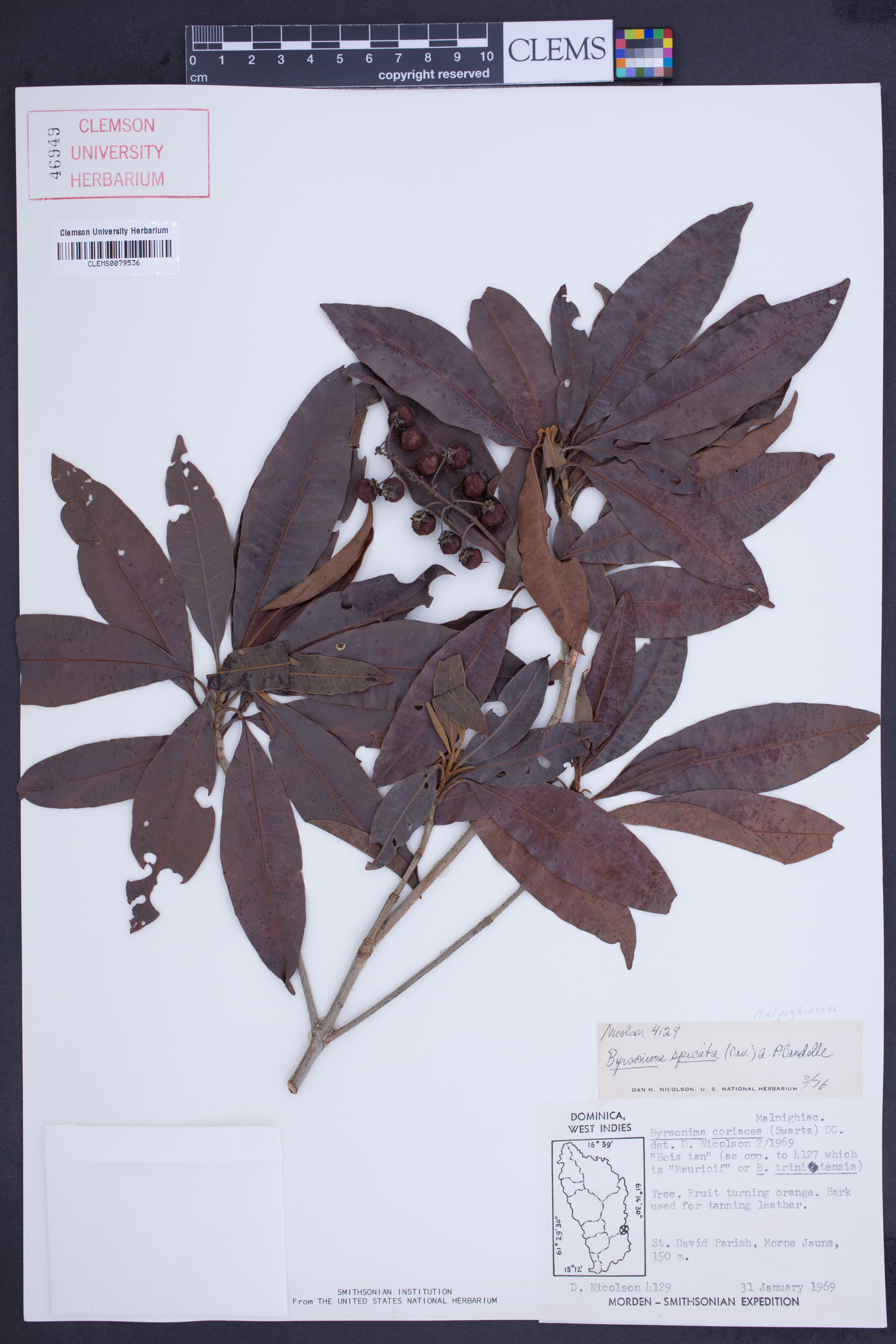 Byrsonima spicata image
