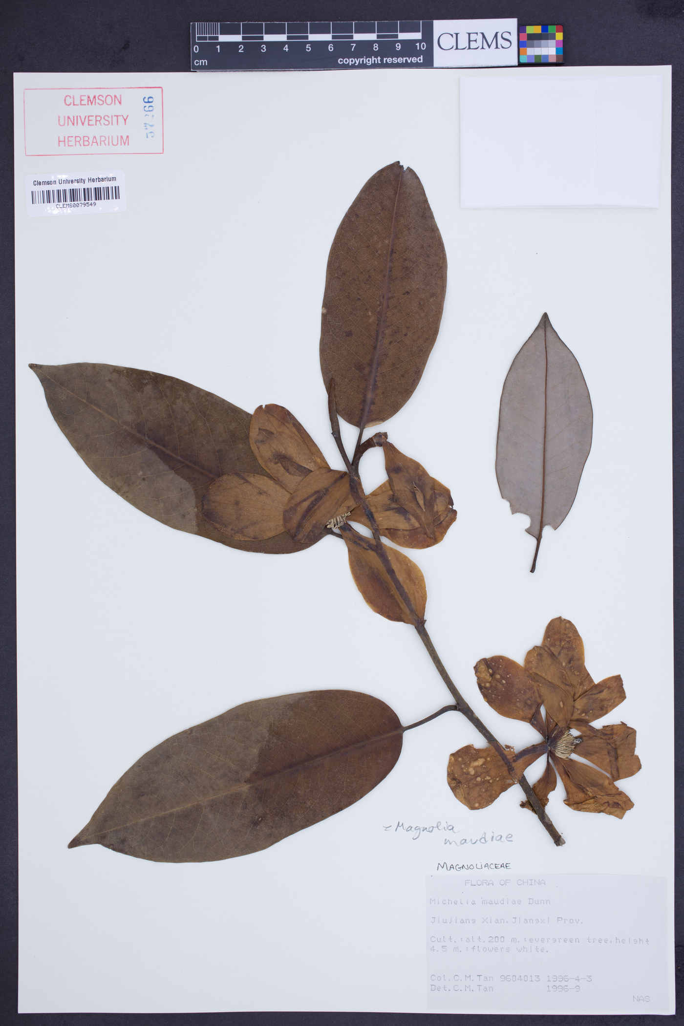 Magnolia maudiae image