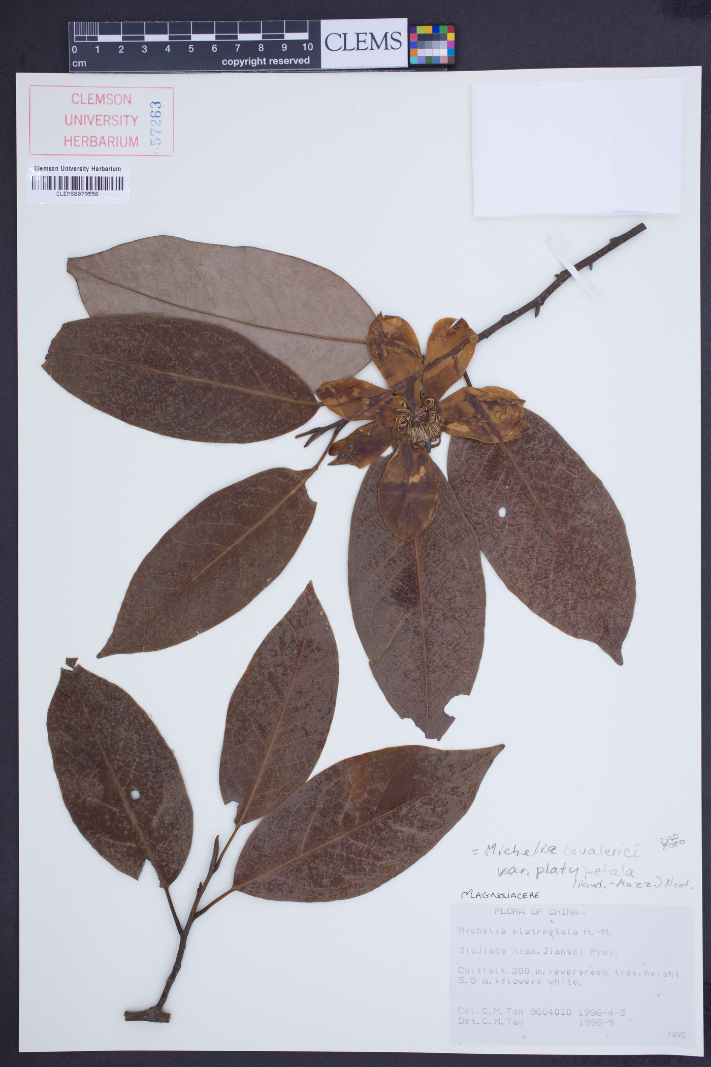 Michelia cavaleriei var. platypetala image