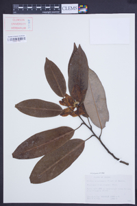 Image of Magnolia ernestii