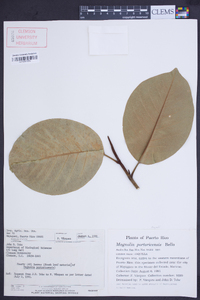 Magnolia portoricensis image