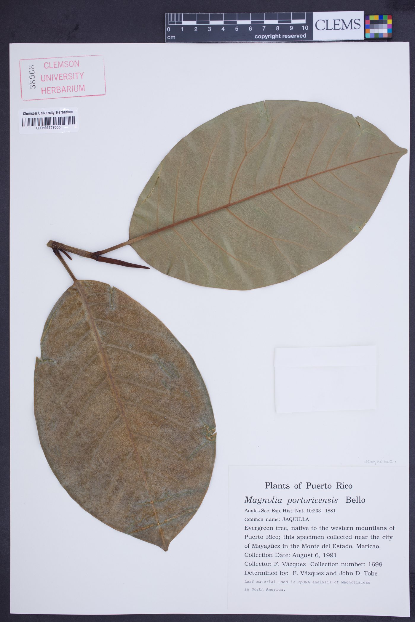 Magnolia portoricensis image