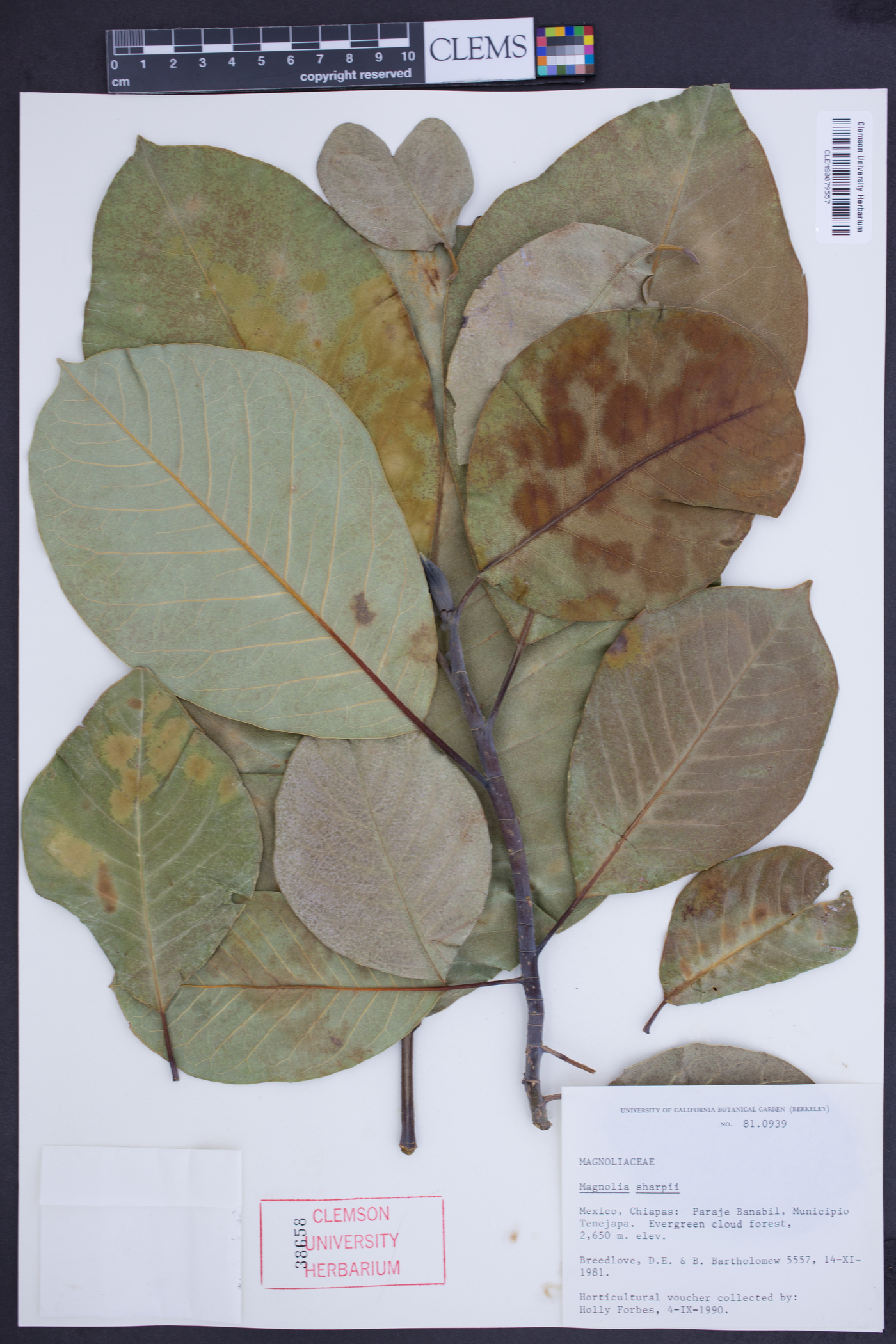 Magnolia sharpii image