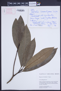 Magnolia tamaulipana image