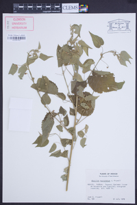 Abutilon mucronatum image