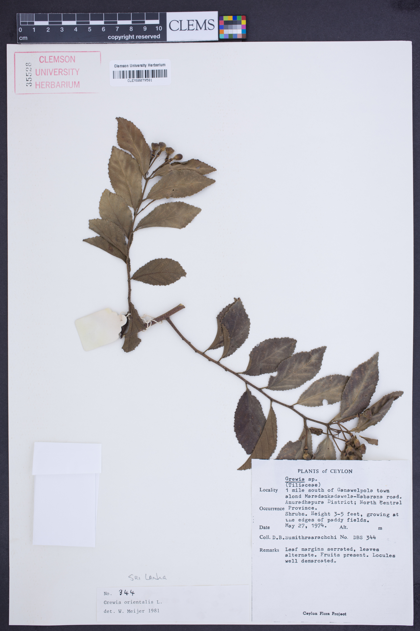 Grewia orientalis image