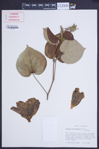 Hibiscus pernambucensis image