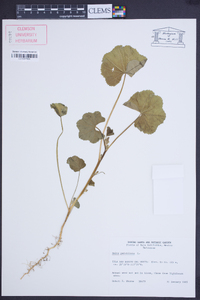 Malva parviflora image