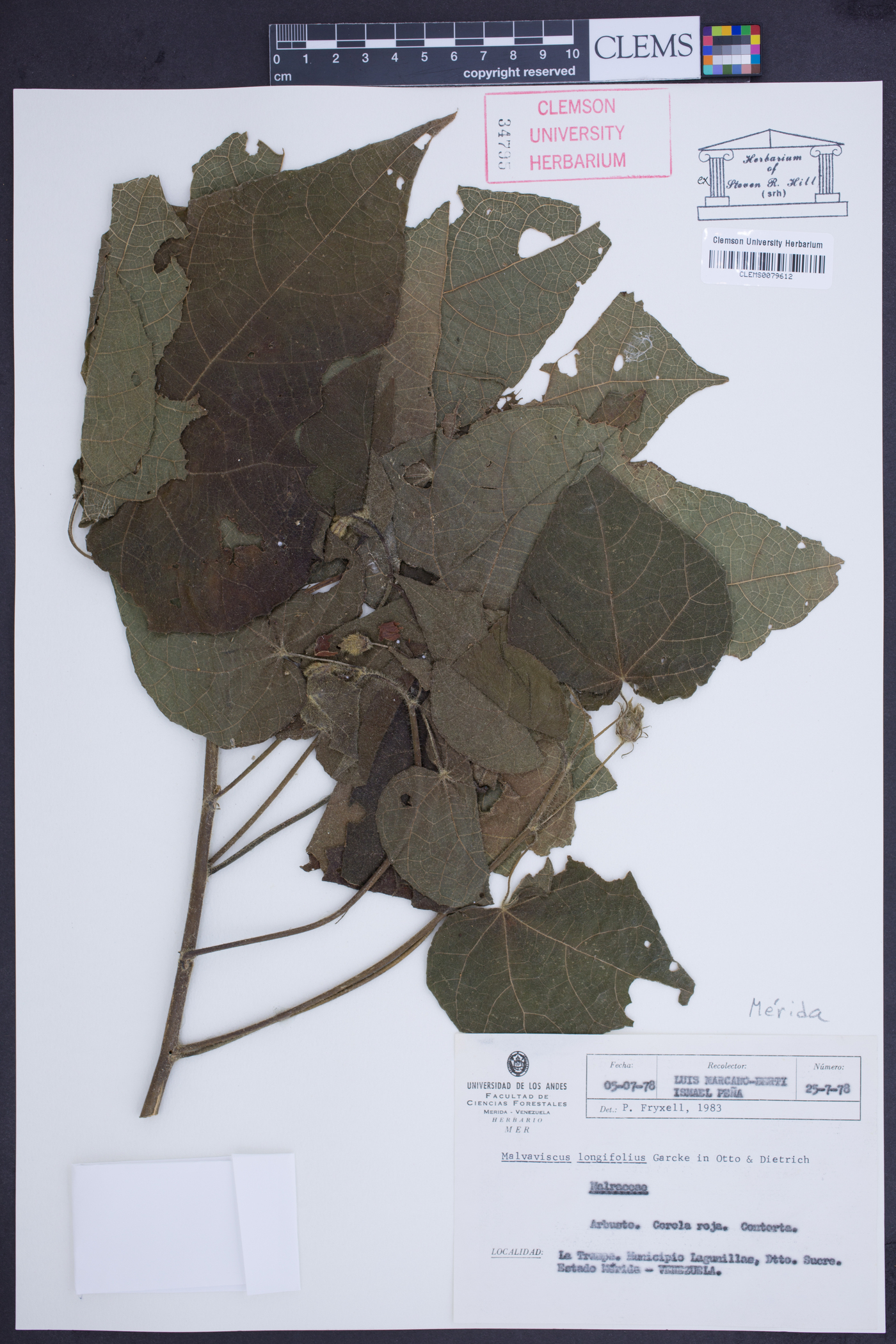 Malvaviscus longifolius image