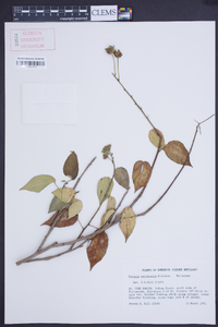 Pavonia paludicola image