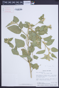 Sida cordifolia image