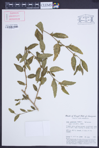 Sida glomerata image