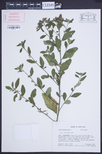 Sida rhombifolia image