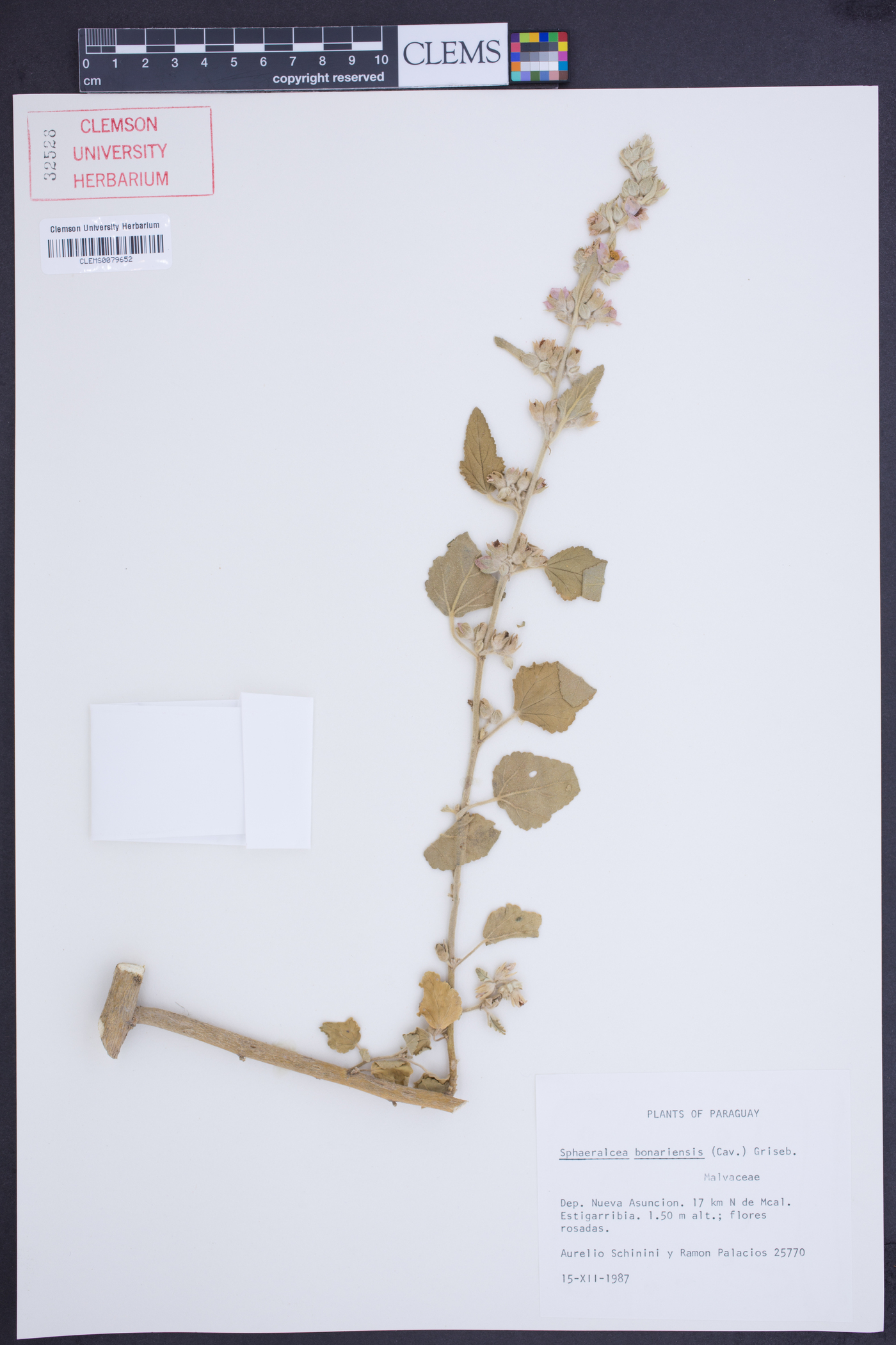 Sphaeralcea bonariensis image