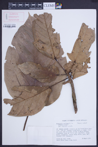 Sterculia caribaea image