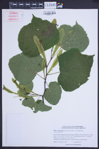 Tilia × europaea image