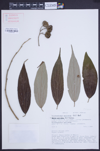 Belotia mexicana image