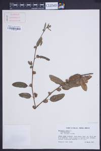 Waltheria indica image