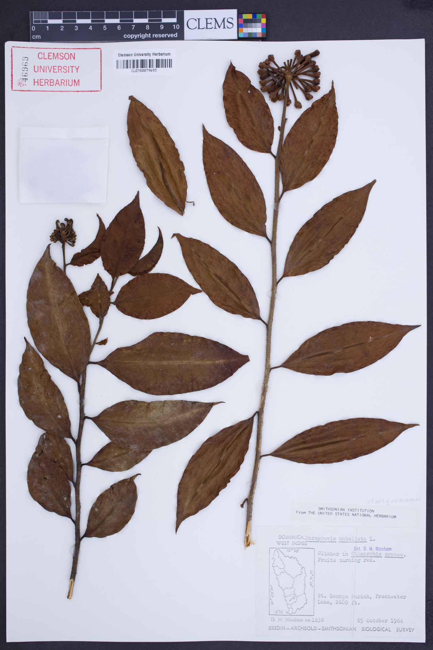 Marcgravia umbellata image