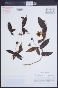 Blakea anomala image
